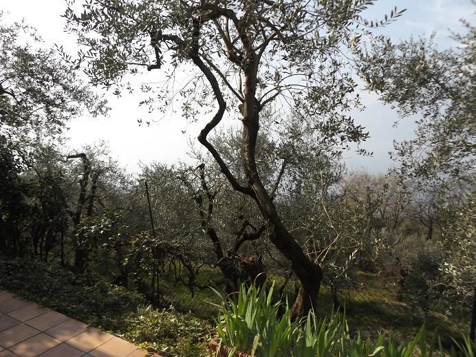 Villetta Rossone Torri Del Benaco Esterno foto